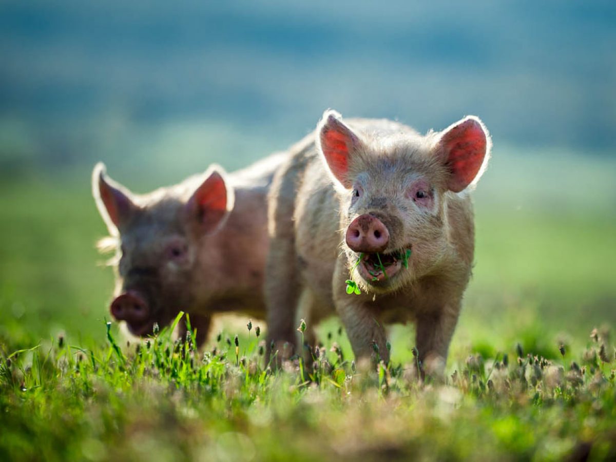 Happy piglets eat grassA
